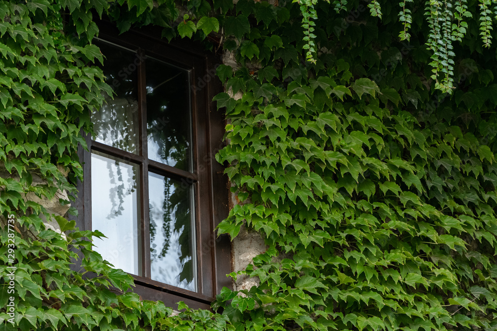 Crop view of house exterior detail with climbing plant (Parthenocissus quinquefolia)