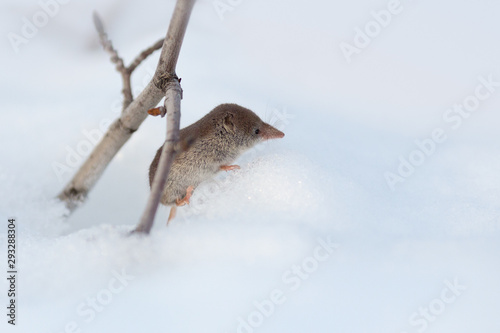 Eurasian least shrew (Sorex minutissimus), also called the lesser pygmy shrew. A small wild animal peeps out of a mink in the snow. Cute face with a long nose. Chukotka, Siberia, Far East of Russia.