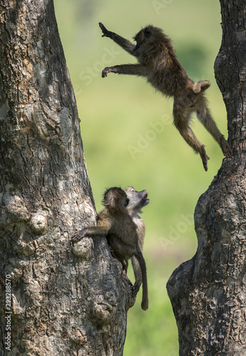baboon Monleys playing ona  tre bark  at Masai Mara Game Reserve,Kenya,Africa