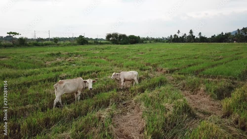 Cow family tied by farmer eat grass in paddy field. Cow family tied by farmer eat grass in paddy field.