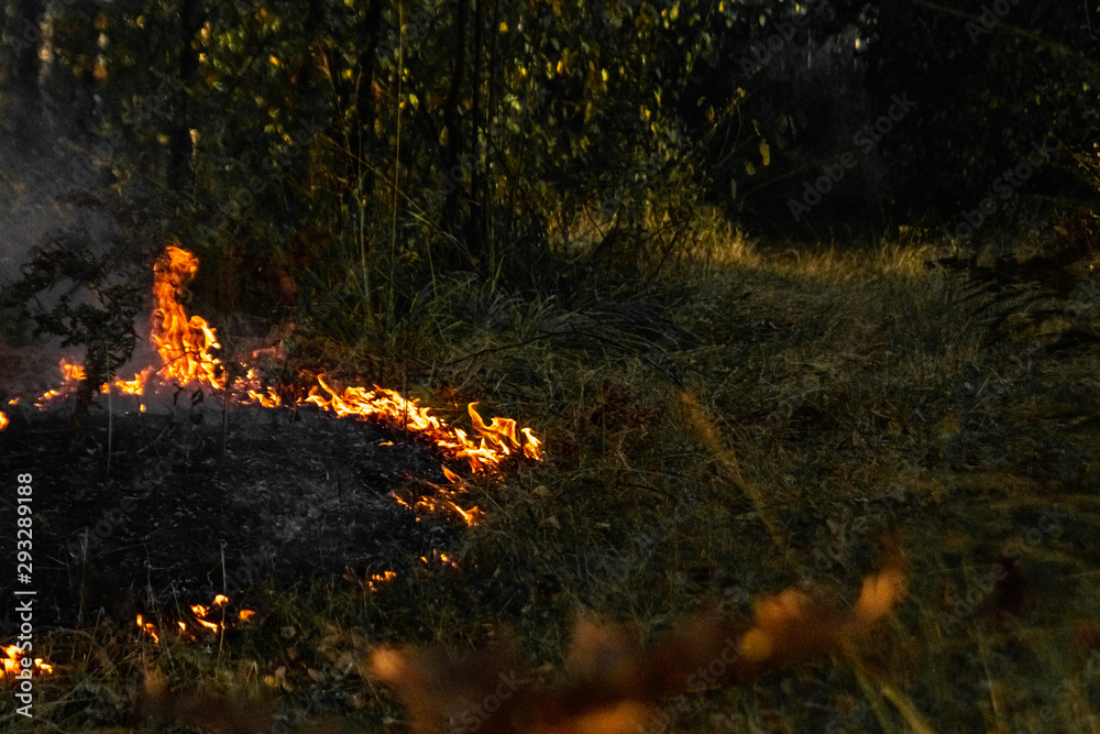 Forest fires, fire in nature, the destruction of tree plants. Forest fires, fire in nature, the destruction of tree plants.
