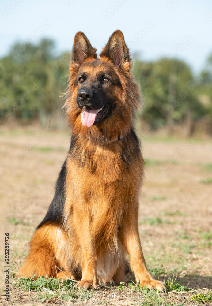 german shepherd in nature german shepherd in nature