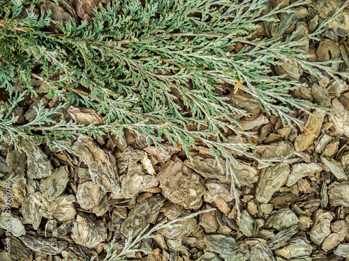 Juniperus horizontalis 'Blue Chip' Creeping Juniper. Juniper tree branch texture needle background