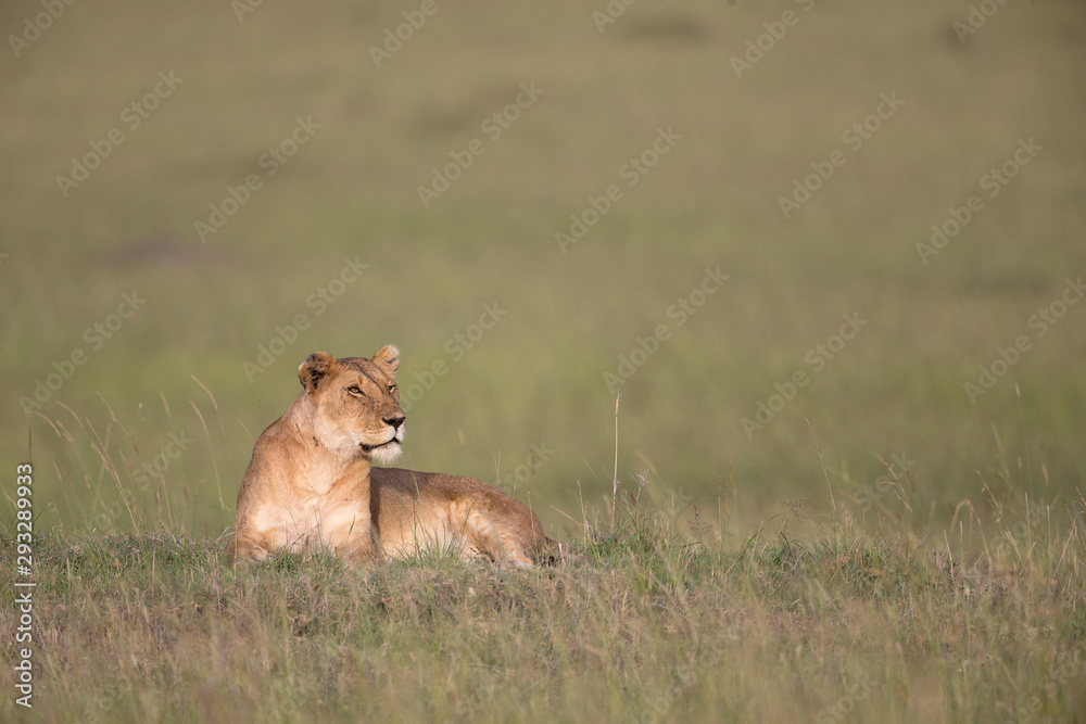 Lioness Sitting on a Mount at Masai Mara Game Reserve,Kenya,Africa Lioness Sitting on a Mount at Masai Mara Game Reserve,Kenya,Africa