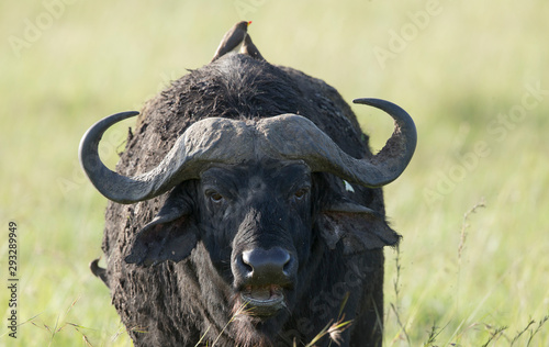 Cape buffalo seen at Masai Mara Game Reserve,Kenya,Africa