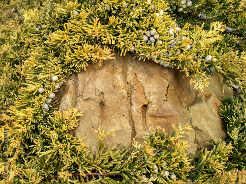 Juniperus horizontalis 'Golden Carpet' Creeping Juniper. Juniper tree branch texture needle background photo