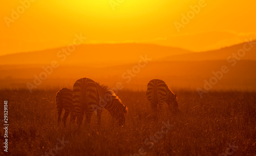 Zebra feeding in a morning light at Masai Mara Game Reserve Kenya Africa