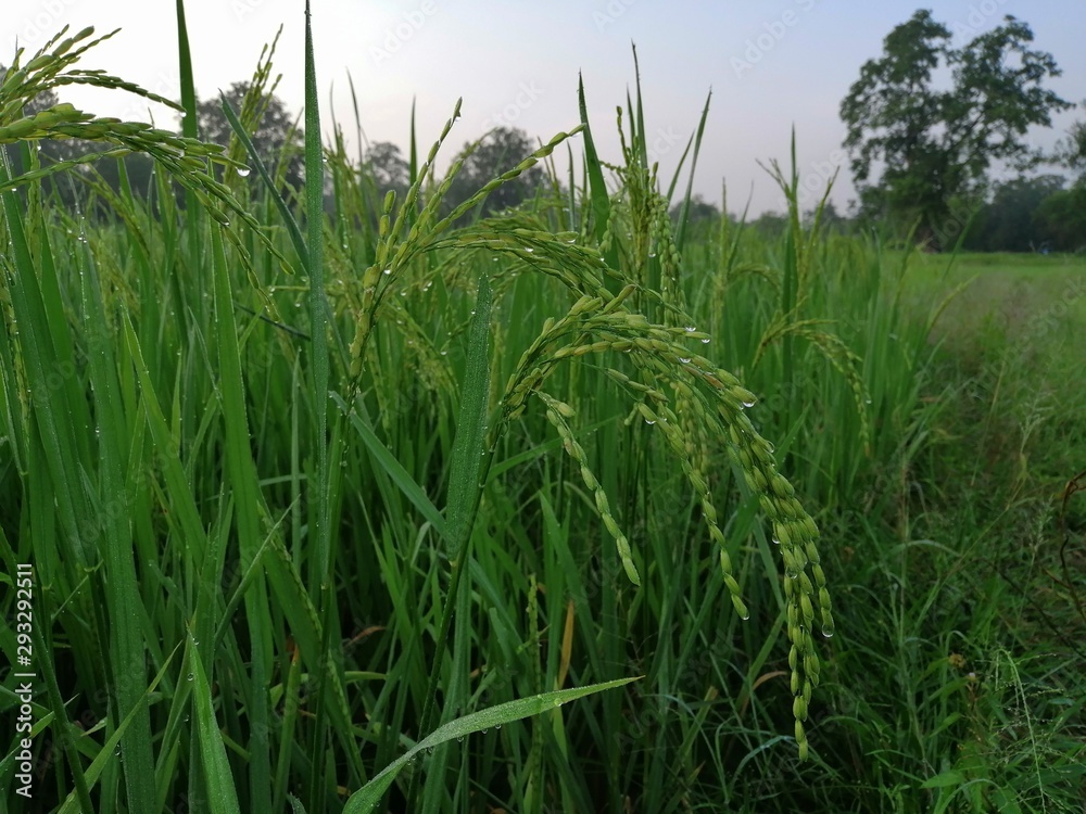 Fototapeta premium Rice grain field