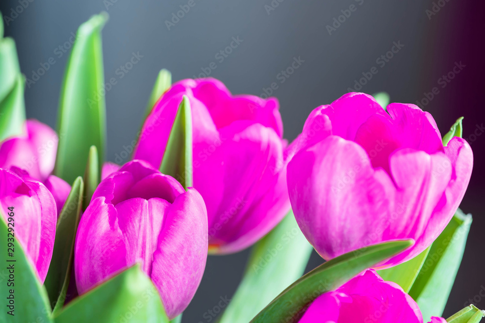 Obraz premium Bouquet of beautiful purple tulips close up. Flower background
