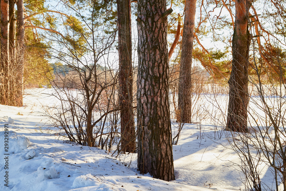 Landscape with pine trees on a Sunny winter or spring day Landscape with pine trees on a Sunny winter or spring day