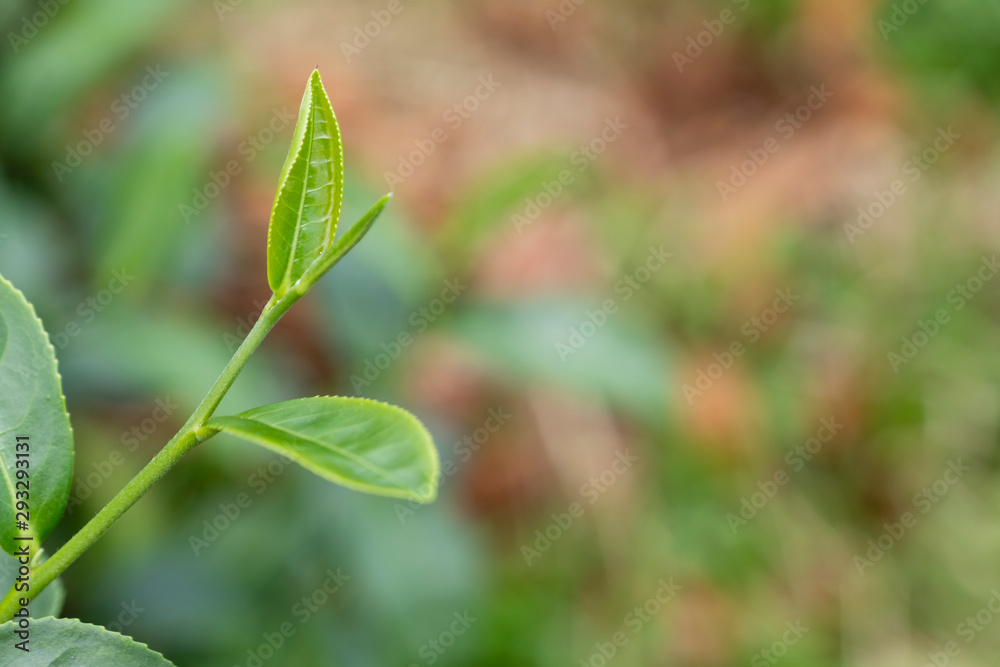 Top of fresh raw organic green tea leaf in plantation field farm Top of fresh raw organic green tea leaf in plantation field farm