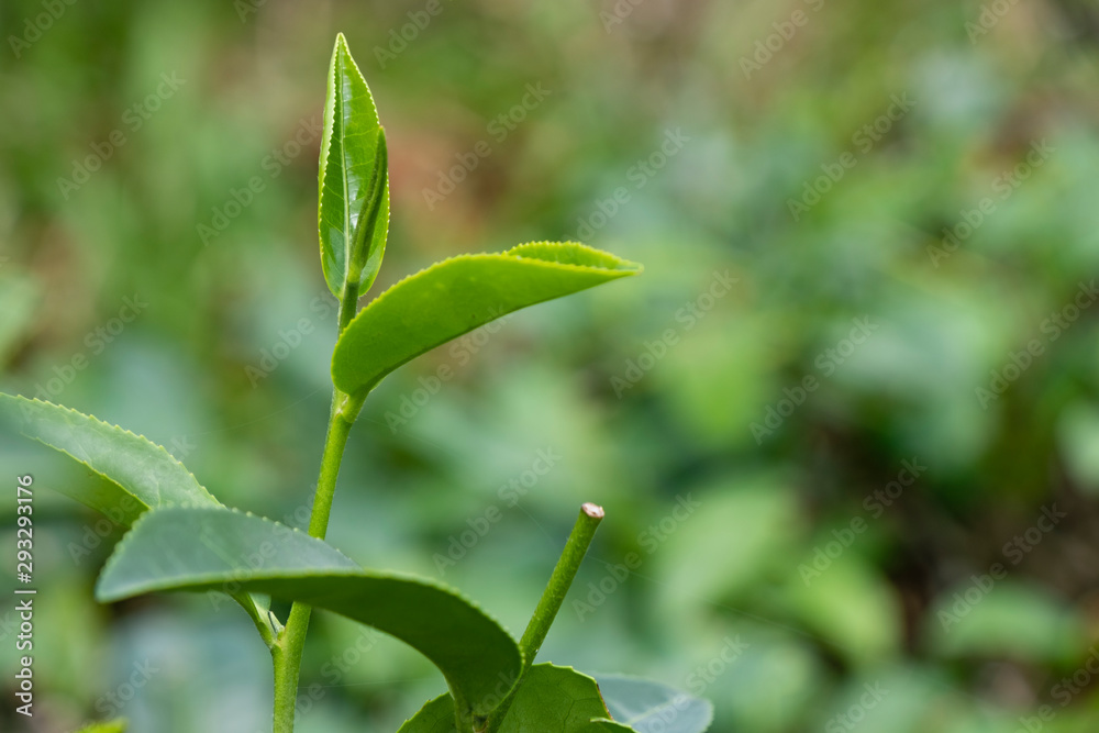Top of fresh raw organic green tea leaf in plantation field farm Top of fresh raw organic green tea leaf in plantation field farm