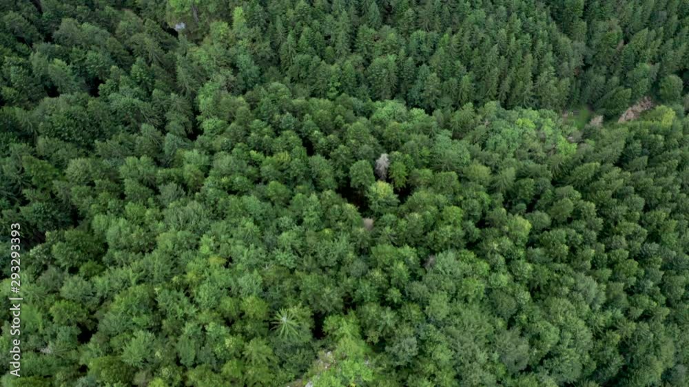Aerial top view of summer green trees in the forest. Drone flying above forest. Aerial top view of summer green trees in the forest. Drone flying above forest.