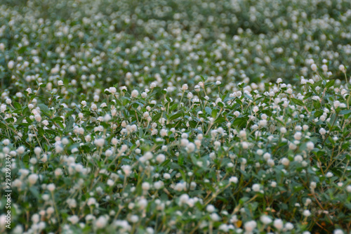 field of white flowers