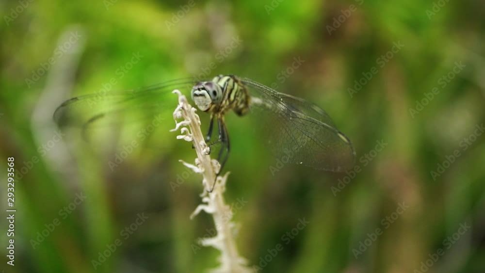 The Common Flangetail dragonfly is commonly seen in Thailand and Asia the size can be medium and large with yellow and black as pattern. Its wings are clear accented with black lined veins, dragonfly The Common Flangetail dragonfly is commonly seen in Thailand and Asia the size can be medium and large with yellow and black as pattern. Its wings are clear accented with black lined veins, dragonfly