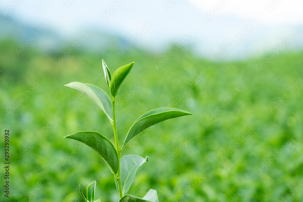 Top of fresh raw organic green tea leaf in plantation field farm