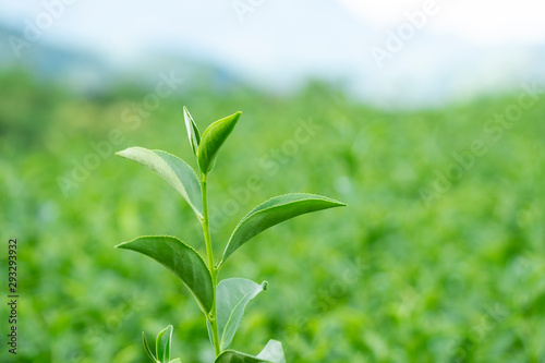 Fototapeta Naklejka Na Ścianę i Meble -  Top of fresh raw organic green tea leaf in plantation field farm