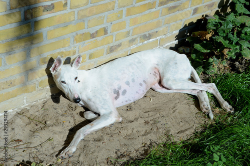 White podenco dog dazing in the sun with a yellow brick wall as background.