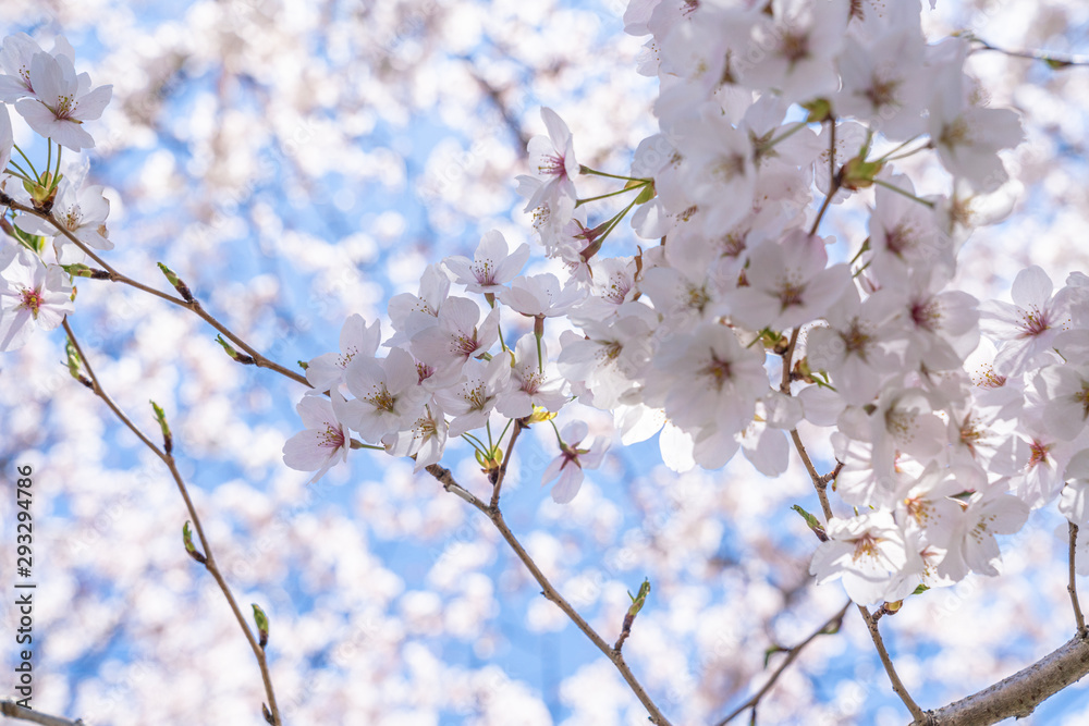 Cherry trees bloom in spring. Cherry trees bloom in spring.