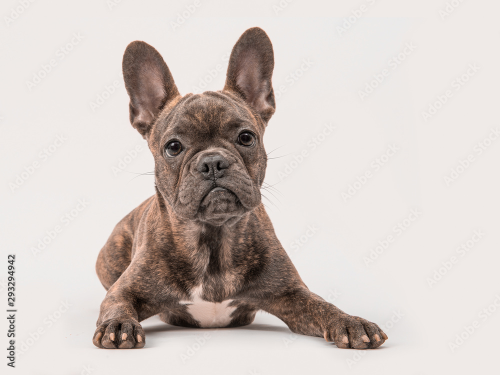 Cute french bulldog seen from the front lying on a grey background