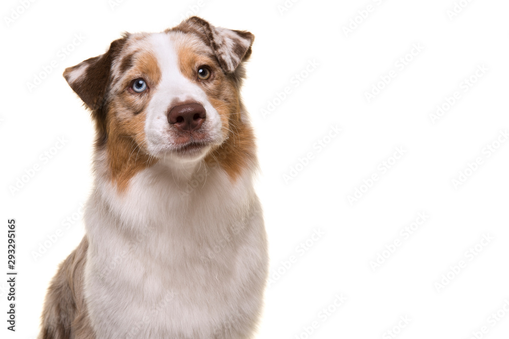 Portrait of an australian shepherd dog isolated on a white background in a vertical image