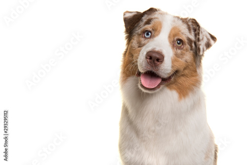 Portrait of an australian shepherd dog with mouth open on a white background in a vertical image