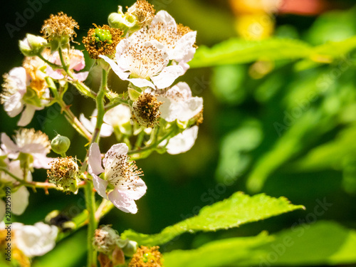 Himalayan blackberry photo