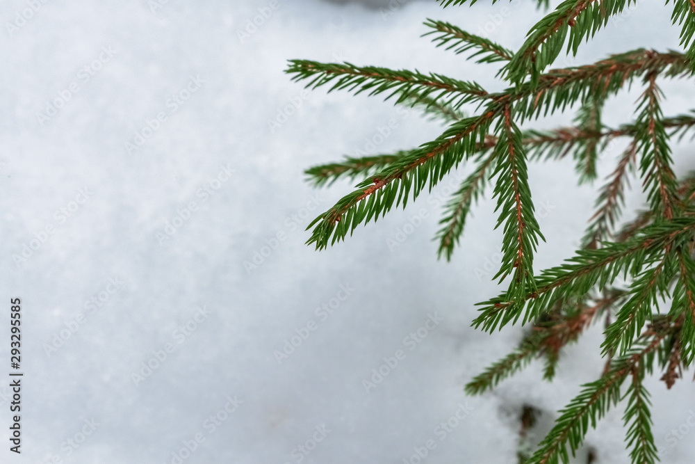Obraz premium Christmas tree branch in the snow. Background fir branches on white snow.