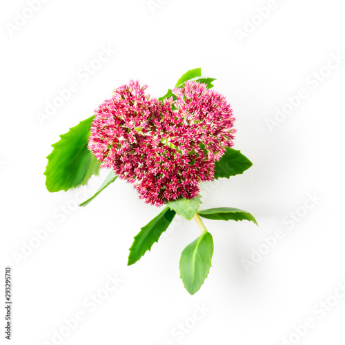 Pink sedum flower heart shape photo