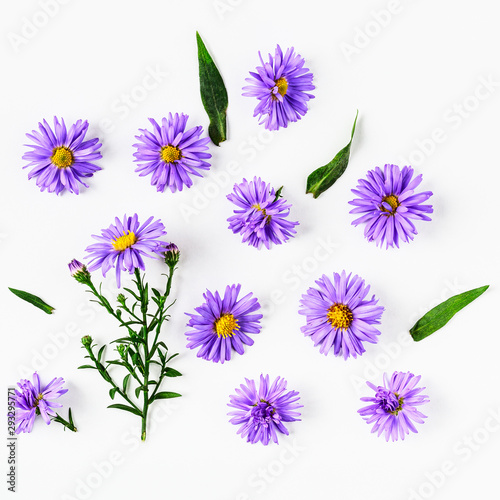 Blue aster flowers arrangement photo
