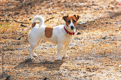 Fototapeta Naklejka Na Ścianę i Meble -  Jack Russell Terrier stands on a forest path against the sun, autumn walk, pet