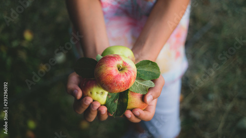 Boy picking apples in apple garden. holding apples in hands