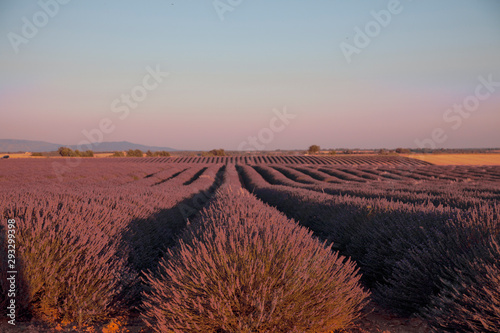 Lavender Fields In Provence South Of France