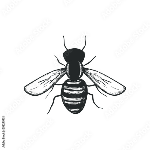 Bee hand drawn vector illustration, isolated design element.