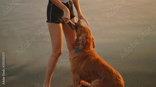 Young female felling fun and free on beach at sunset. Carefree girl on tropical beach trying to pick up a stick and playing with a dog at golden sunrise. Happy tourist woman on summer vacation.
