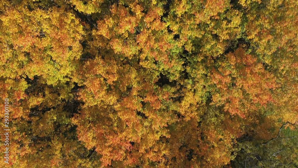 Close slow fly-over showing golden colored trees waiving in the breeze on a sunny autumn day. Filmed in realtime. Close slow fly-over showing golden colored trees waiving in the breeze on a sunny autumn day. Filmed in realtime.