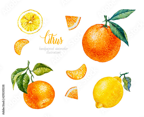 Watercolor Orange, Lemon, Mandarin. Watercolor botanical illustration. Citrus fruit. 
