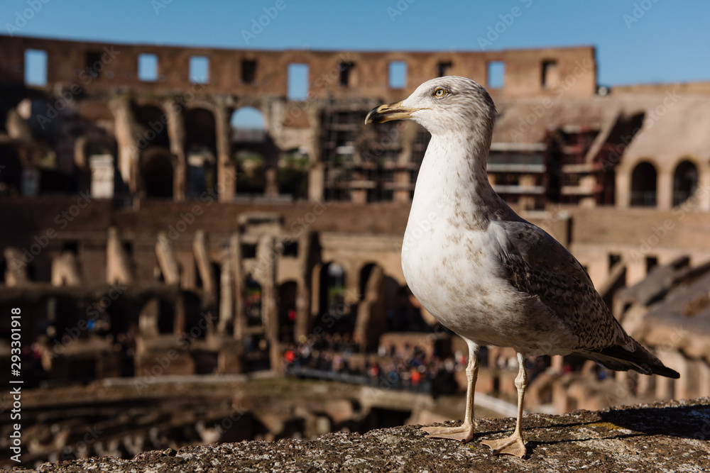 Seagull on the blurred background of colosseum in Rome. Italy Seagull on the blurred background of colosseum in Rome. Italy