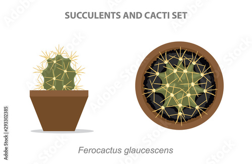 Ferocactus glaucescens Succulent and Cacti Set Vector Illustration photo