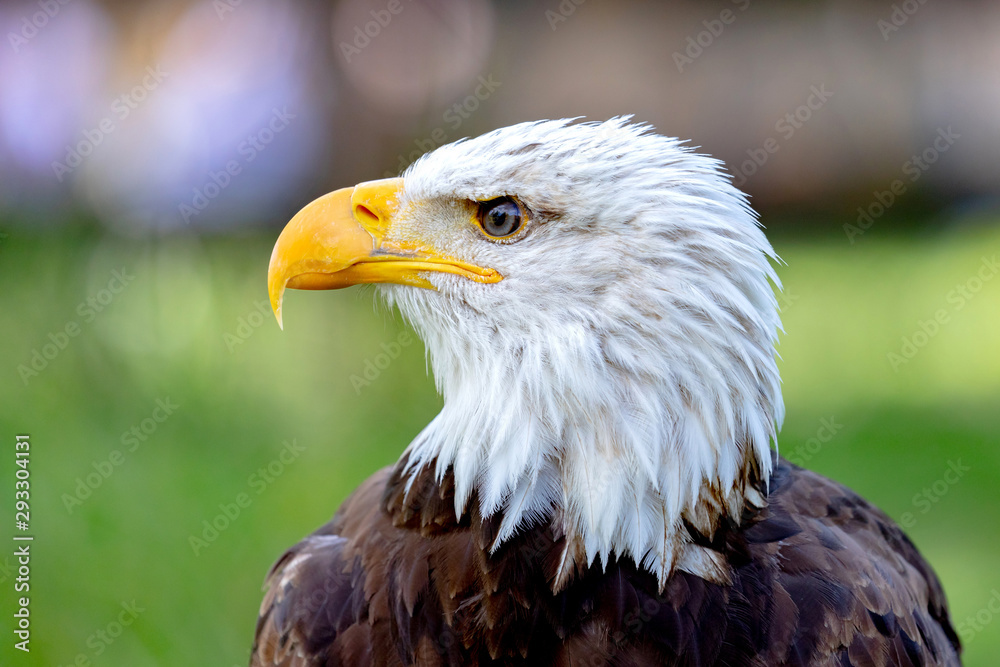 Obraz premium American symbol