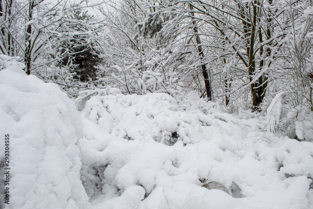 Obraz premium Snow blizzard and snowfall. Beautiful winter snowy landscape in a city park. Winter in the forest. New Year landscape. Fresh snow on the trees.