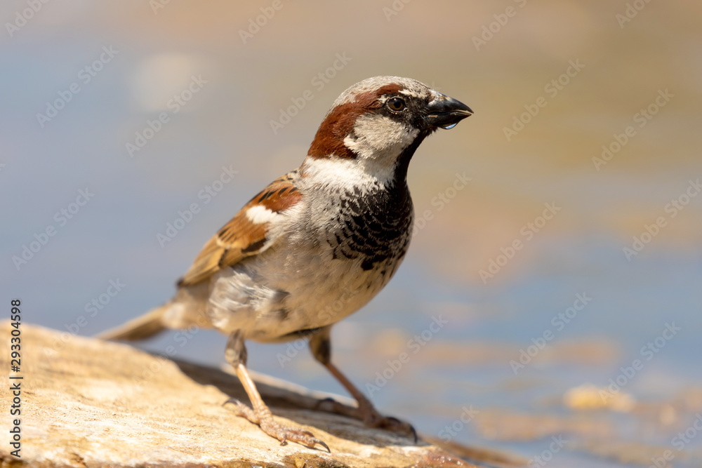 Beautiful brown sparrow taking a bath Beautiful brown sparrow taking a bath