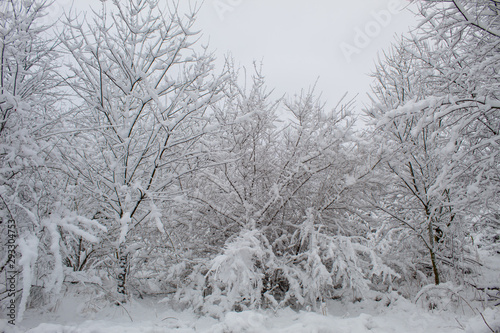 Wallpaper Mural  Winter Christmas landscape with lots of snow and beautiful Christmas trees. Trees close-up in the snow. Snowy winter landscape in a city park. Torontodigital.ca