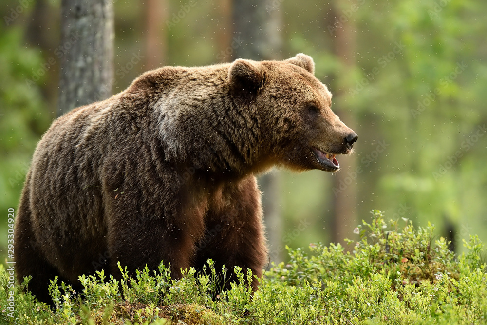Obraz premium Niedźwiedź brunatny (Ursus arctos) w lesie