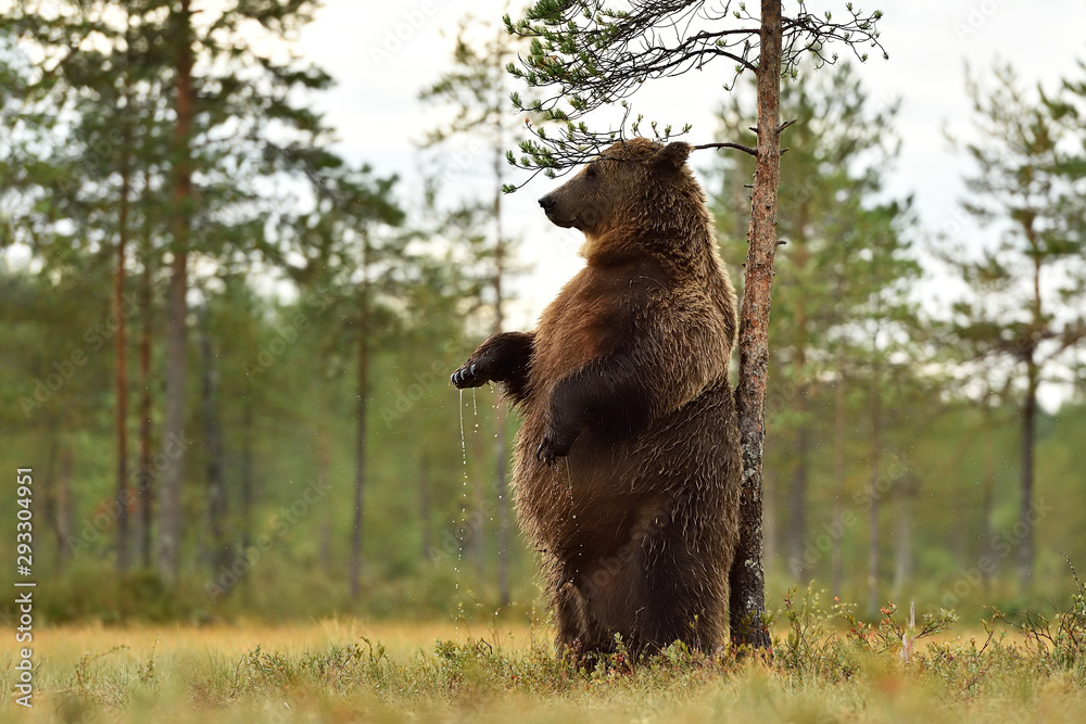 brown bear standing and scratching itself against a tree - obrazy, fototapety, plakaty 