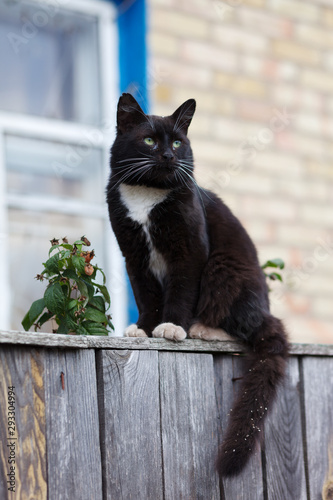 Young black and white cat sitting on the fence