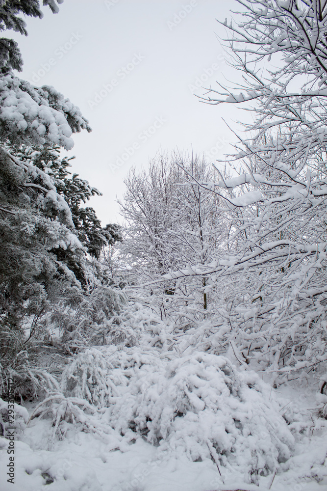 Fototapeta premium Winter Christmas landscape with lots of snow and beautiful Christmas trees. Trees close-up in the snow. Snowy winter landscape in a city park.