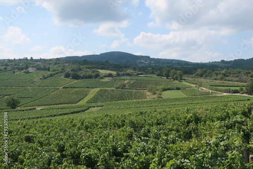 Weinberge in Burgund