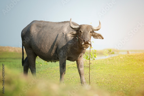water buffalo with green field