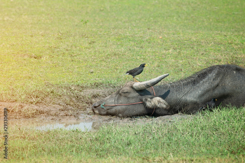 Buffalo lying on mud with bird